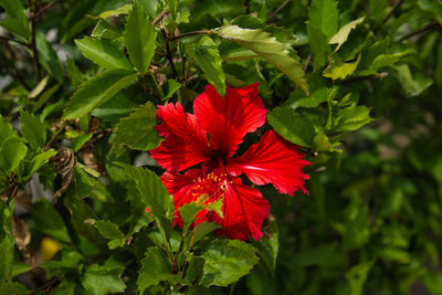 Close-up of red hibiscus flower