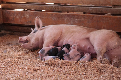 Piglets suckling pig at farm