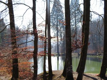 Trees by lake in forest