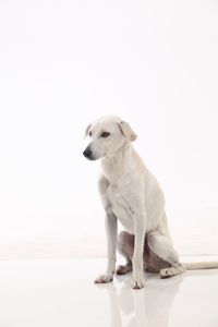 Dog looking away against white background