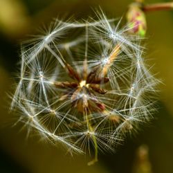 Close-up of dandelion