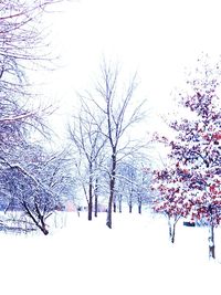 Low angle view of bare trees against sky