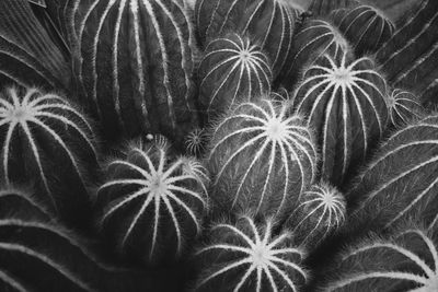 Full frame shot of palm leaves