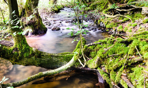 Close-up of waterfall in forest