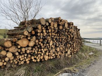 Stack of pine  logs at welsh reservoir 