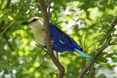 Bird perching on a branch