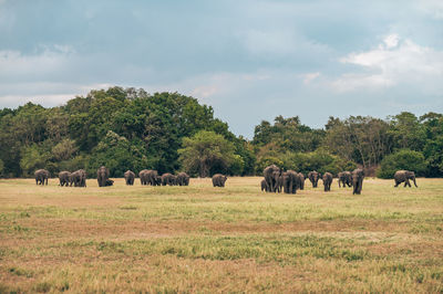 Horses grazing on field against sky