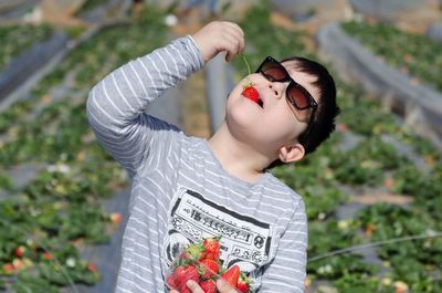 Cute boy eating strawberry in field