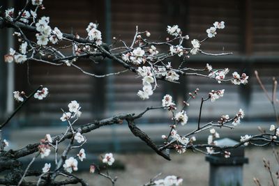 Close-up of cherry blossom