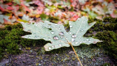 Close-up of raindrops on maple leaves