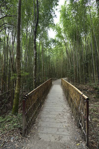 Footpath in forest