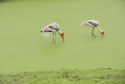 View of birds in lake