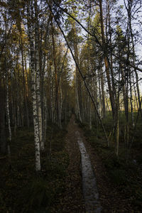 Trees growing in forest