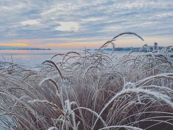 Close-up of grass against sea at sunset