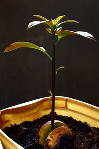 Close-up of potted plant