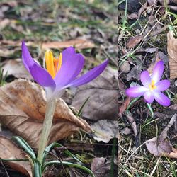 High angle view of crocus blooming on field