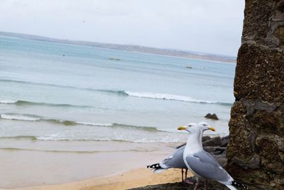 Seagull flying over sea