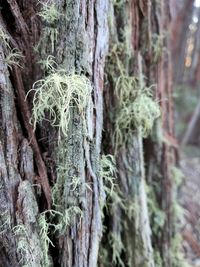 Close-up of moss growing on tree trunk