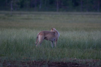 Deer standing on field