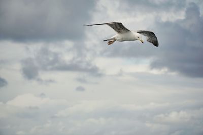 Low angle view of seagull flying in sky