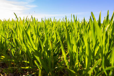 Close-up of plants growing on field against sky