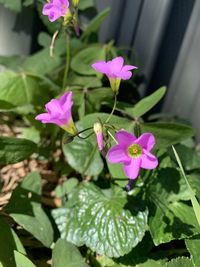 Close-up of purple flowering plant