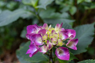 Close-up of pink flowering plant