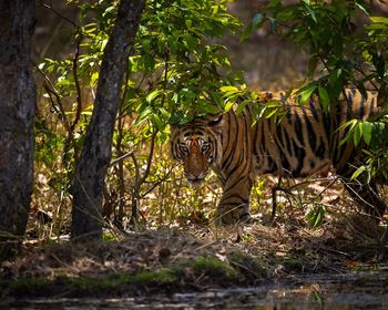 Tiger in forest