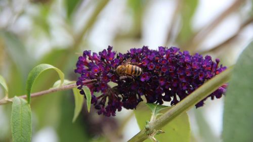 Close-up of bee on purple flower