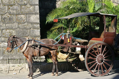 Horse cart on street