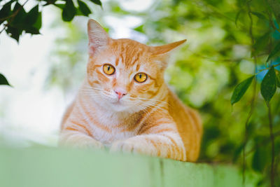 Close-up portrait of a cat