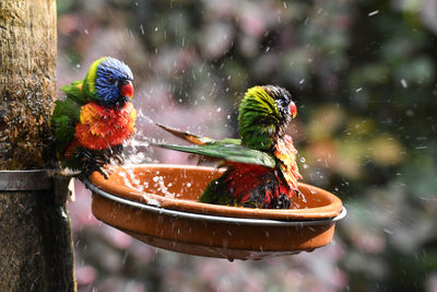 Close-up of birds perching on a tree