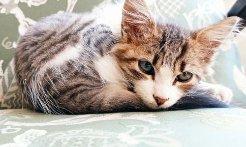 Portrait of cat lying on bed