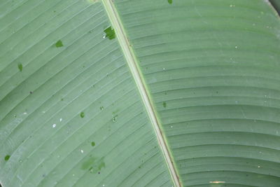 Full frame shot of palm leaf