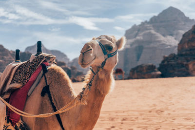 Low angle view of camel against sky
