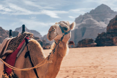 Low angle view of camel against sky