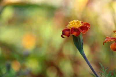 Close-up of red flowering plant