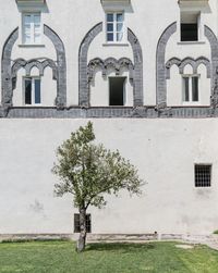 Tree by building against sky