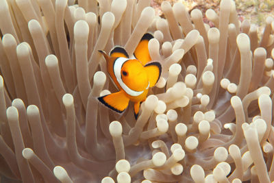 Close-up of fish swimming in sea