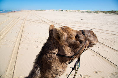 Portrait of a horse on sand