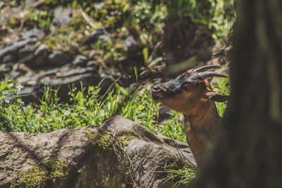 View of a squirrel on tree trunk