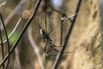 Close-up of spider on web