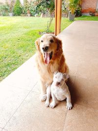 Portrait of dog sitting on tiled floor