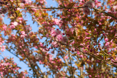 Low angle view of cherry blossom