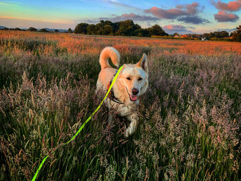 Running through the long grass