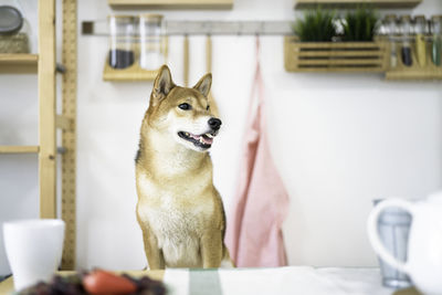 Shiba inu dogs are waiting for food on the dining table in a japanese kitchen. japanese dog sitting