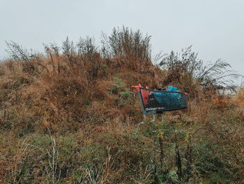 Close-up of tree against clear sky