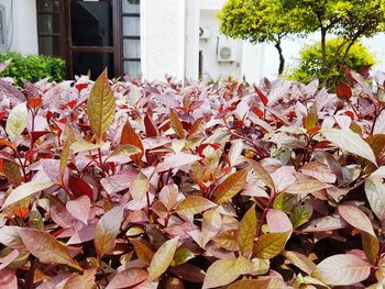 Leaves in autumn leaves