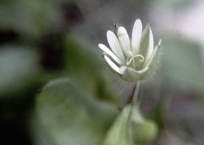 Close-up of flower blooming outdoors