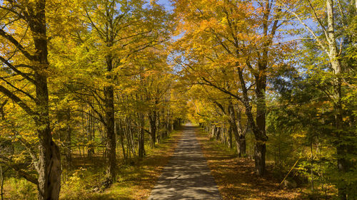 Footpath amidst trees in forest during autumn